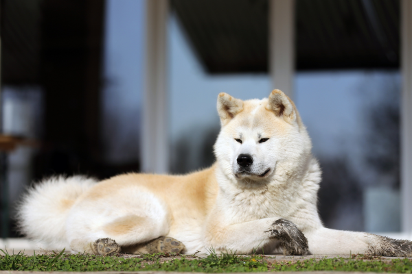 Akita Inu